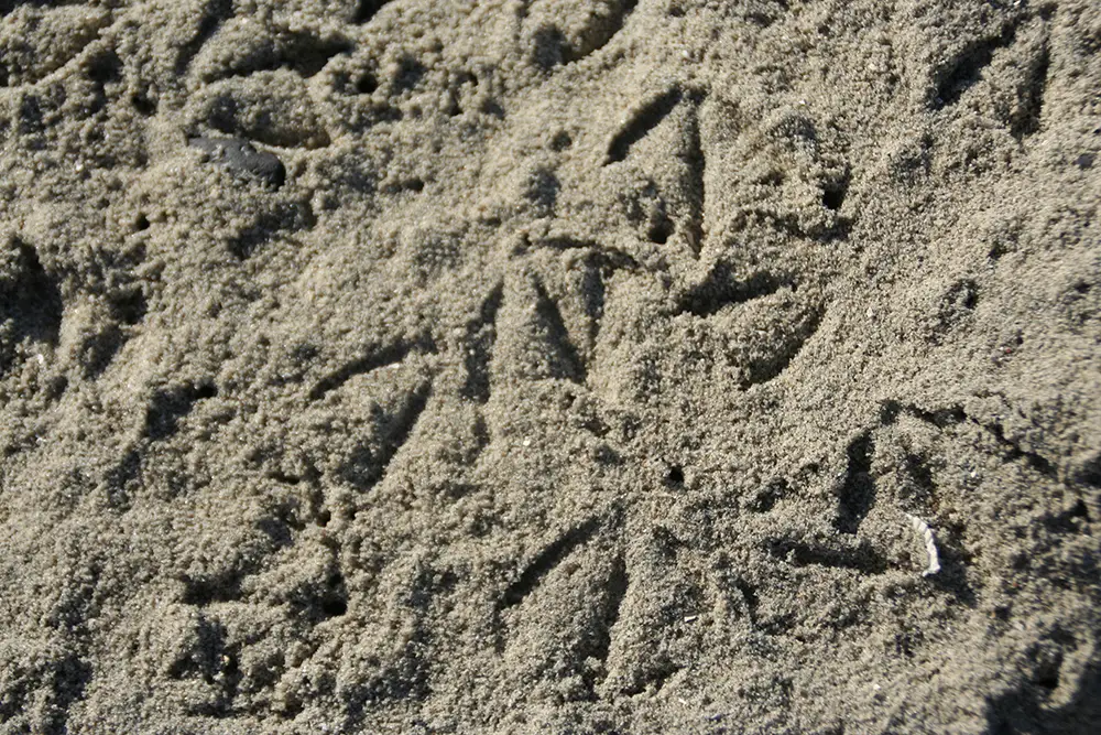 afdrukken in het zand afdrukken in het zand